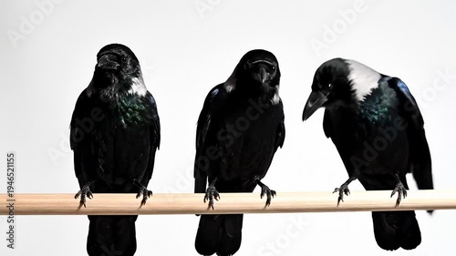 Three Crows Perched on a Wooden Bar Against a White Background