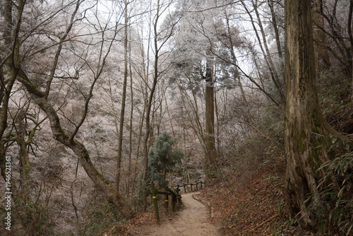 Wallpaper Mural Narrow footbridge and hiking trail leading through winter forest with hoarfrost trees Torontodigital.ca