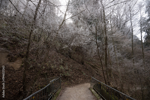 Wallpaper Mural Narrow footbridge and hiking trail leading through winter forest with hoarfrost trees Torontodigital.ca
