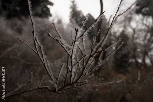 Wallpaper Mural Close up of ice crystals and hoarfrost on thin tree branches in winter Torontodigital.ca