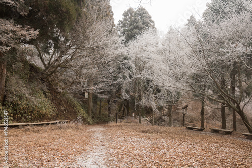 Wallpaper Mural Quiet park landscape with wooden benches under trees covered in white hoarfrost Torontodigital.ca