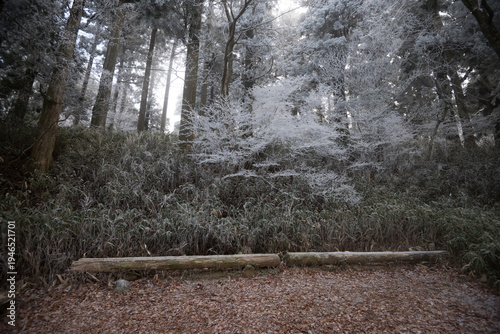 Wallpaper Mural Log bench in winter forest with sunlight filtering through frost covered trees Torontodigital.ca