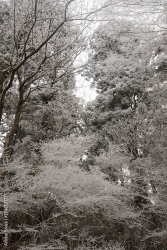 Wallpaper Mural Looking up at deciduous trees covered in white hoarfrost against bright sky Torontodigital.ca