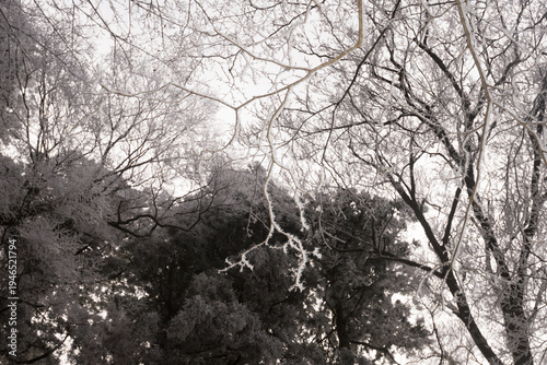 Wallpaper Mural Looking up at deciduous trees covered in white hoarfrost against bright sky Torontodigital.ca
