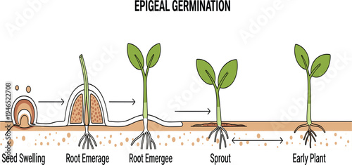 Epigeal Germination Plant Growth Stages Diagram Vector Showing Seed Swelling Root Emergence Sprout and Early Plant Development Educational Infographic