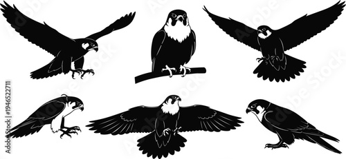 Falcon Silhouette Set with Flying and Perched Birds of Prey Black Raptor Collection for Wildlife Logos, Mascots, Tattoo Designs, and Nature Illustration Projects
