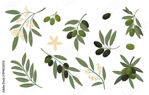 Olive elements mega set. Botanical branches, fruits and flowers collection for decorative design, packaging and natural branding.