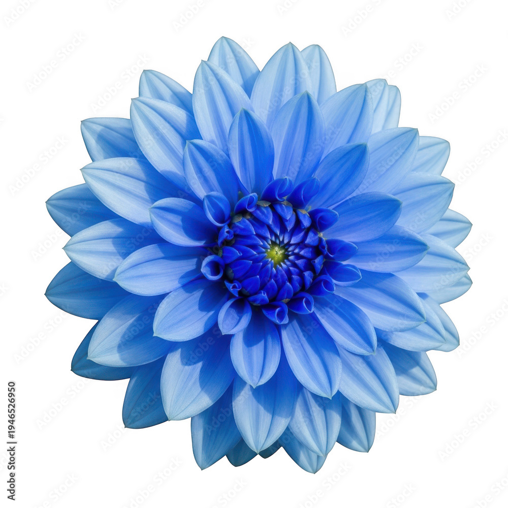 Fototapeta premium A vibrant blue dahlia flower with delicate petals and a bright center. isolated on transparent background