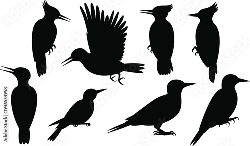 Woodpecker bird silhouette collection with flying and perched poses isolated on white background for wildlife, nature illustration, logo, tattoo and design