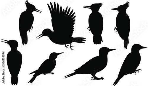 Woodpecker bird silhouette set featuring flying and perched poses isolated on white background for wildlife illustration, nature design, logo and tattoo projects