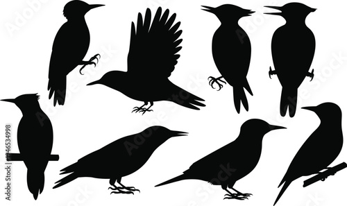 Woodpecker and crow bird silhouette collection with flying and perched poses isolated on white background for wildlife, nature illustration and logo design