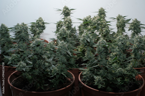 Tableau sur toile Mature cannabis clones grow in pots