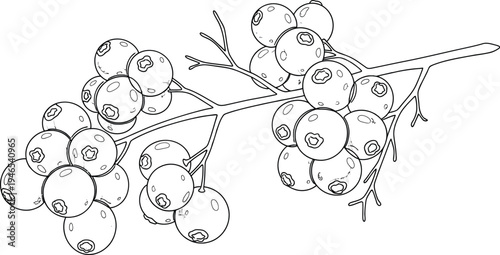 A detailed sketch of a bunch of round berries on a branch with leaves removed