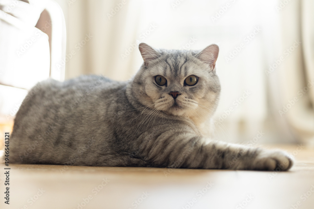 Naklejka premium British Shorthair cat with silver tabby coat resting on a wooden floor indoors