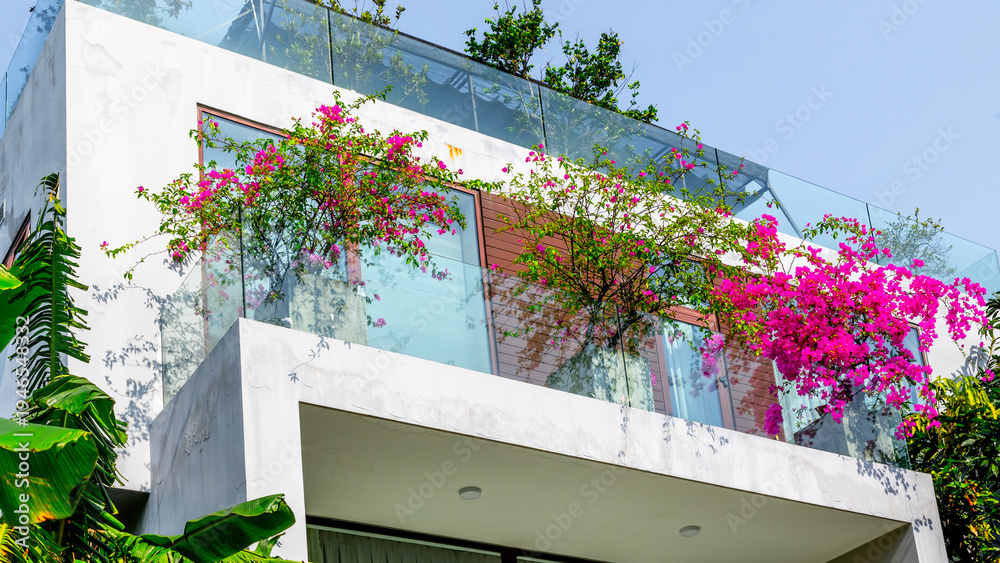 Naklejka premium Bougainvillea cascading over balcony of modern house exterior