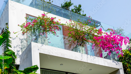 Bougainvillea cascading over balcony of modern house exterior