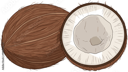 Stylized Whole and Sliced Coconut Vector Drawing for Tropical Food, Summer Refreshments, Vegan Products, Natural Beauty Ingredients, and Ingredient Labels.