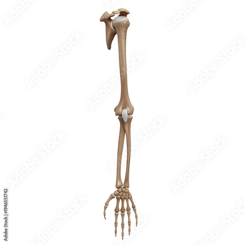 Anatomical model of the human arm skeleton with shoulder joint isolated on white background, illustration