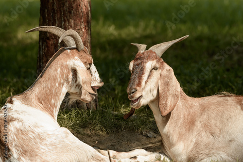 two goats lying opposite each other, farm animals in a pen