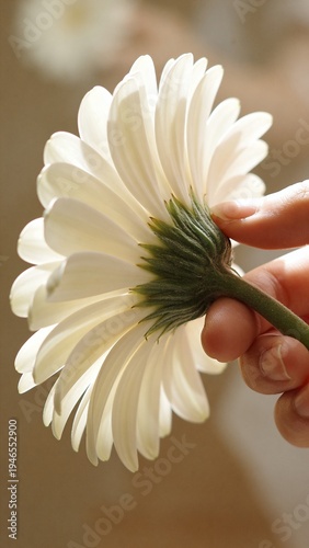 Closeup of white daisy flower with yellow center and petals  