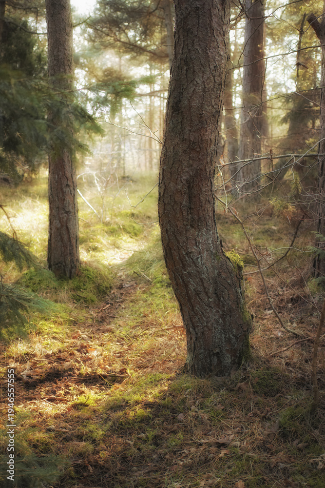 Fototapeta premium Tree, growth and outdoor in forest with peace, eco friendly environment and nature conservation. Bokeh, wilderness and green grass in woods with natural foliage, ecology or sustainability in Denmark.