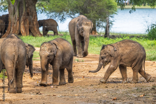Canvas Print Young elephants roam freely in their natural environment, exploring and playing near a water body