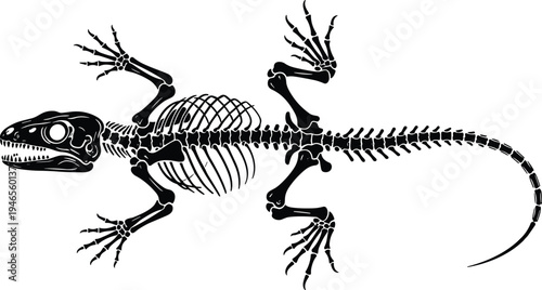 Detailed black silhouette lizard skeleton illustration showing skull, spine, ribs, limbs, digits, and tail, reptile anatomy artwork design