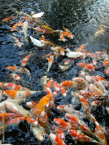 koi fish in pond