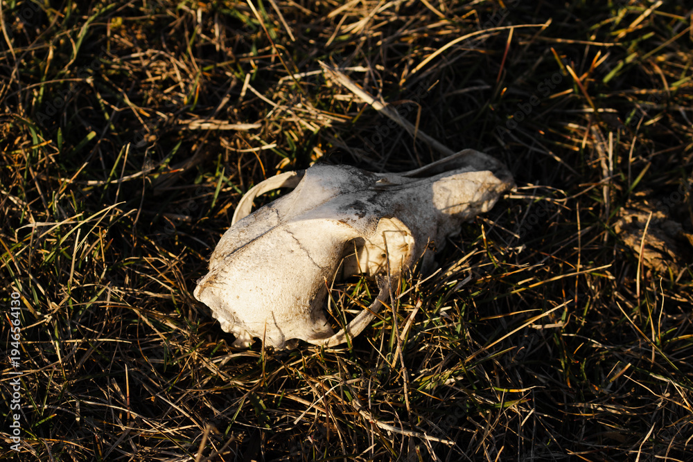Obraz premium Old animal skull lying in dry grass. Concept of life and death, nature's cycle and wildlife biology. Sinister or gothic atmosphere in nature.