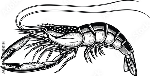 Detailed lobster seafood illustration, marine crustacean with claws and antennae, black white engraving style ocean animal isolated background