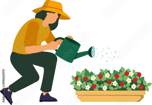 People Watering Strawberry Plant In Garden Illustration