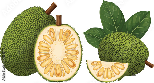 Jackfruit Whole and Cut Tropical Fruit Vector Illustration with Green Spiky Skin and Ripe Yellow Flesh Exotic Healthy Food Design
