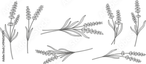 Lavender Botanical Line Art Vector Set with Hand Drawn Floral Herb Sprigs for Aromatherapy Branding Wedding Decoration and Natural Product Design