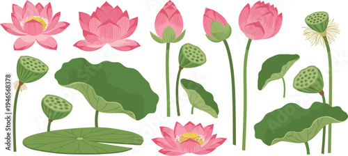 Lotus Flower and Leaf Botanical Set with Pink Water Lily Blossoms, Buds, and Seeds for Nature Designs, Yoga Themes, Spa Branding, and Floral Illustrations
