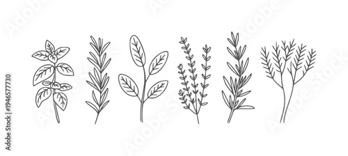 Six minimalist line sprigs of culinary herbs white basil rosemary thyme sage