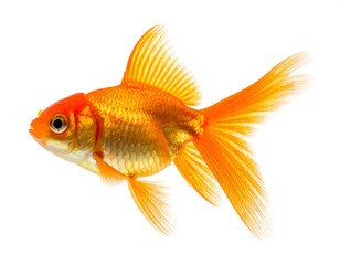 A vibrant orange goldfish with flowing fins against a white background
