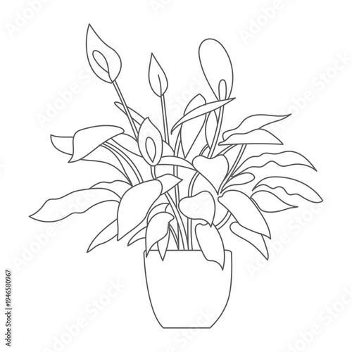 Potted peace lily plant with broad leaves and elegant flowers.eps