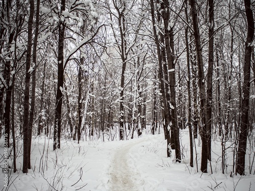 Photography Path in deep snow in the park