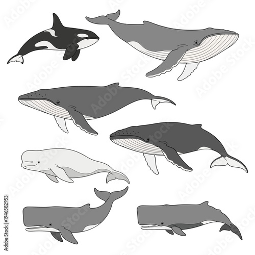 Black and white whales illustrations set.