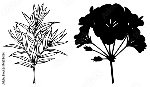 Detailed art fern fronds and silhouette, botanical vector design, nature illustration, minimalist plant graphics, decorative foliage.