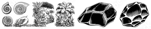 Detailed black and white illustrations of, ammonites, hand held, lush tropical plants, and faceted, rendered in technical art style.