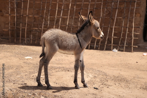 the little donkey strolling down the street looking for something to graze