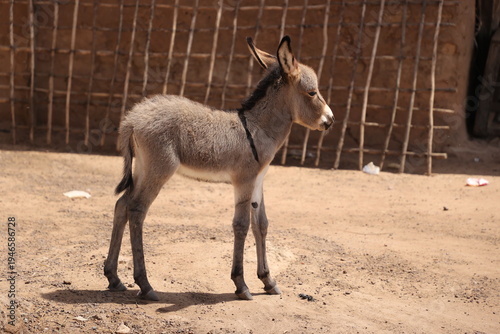 Un habitat dans une campagne pour culture et elever les animaux