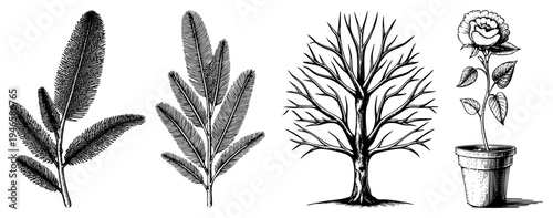 Classic engraved botanical drawings showcasing foliage, bare tree, potted rose, intricate, natural science illustration, hand drawn flora, scientific sketch.