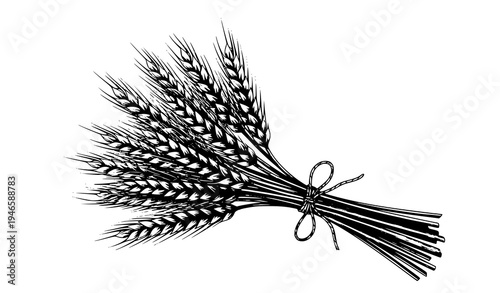 Realistic wheat ears bundle isolated on white background vector illustration