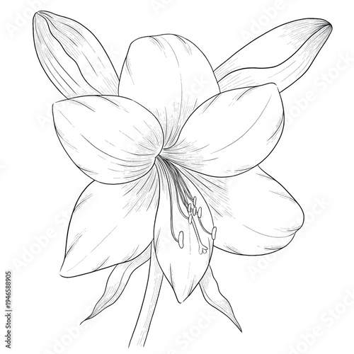 Collection of flowers and grasses drawn with black and white lines with copy space. Vector illustration for decorating books, scrapbooking, social media and invitations decor