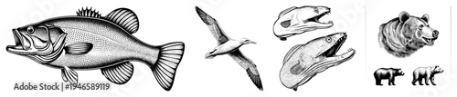 Classic black and white halftone drawings of wildlife bass, gull, eel, bear, with detailed stippling, isolated vector art, nature motifs.