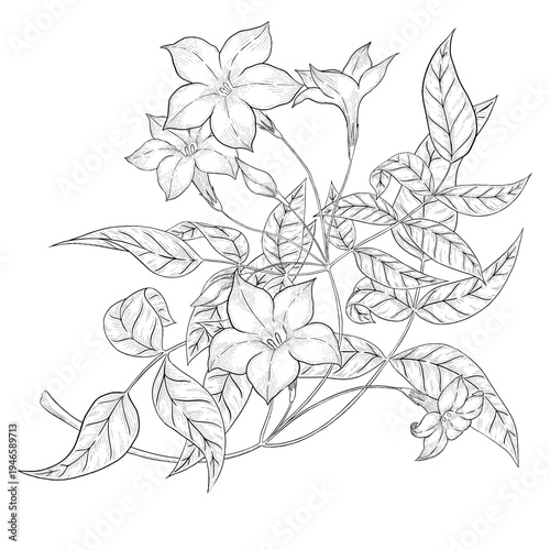 Collection of flowers and grasses drawn with black and white lines with copy space. Vector illustration for decorating books, scrapbooking, social media and invitations decor