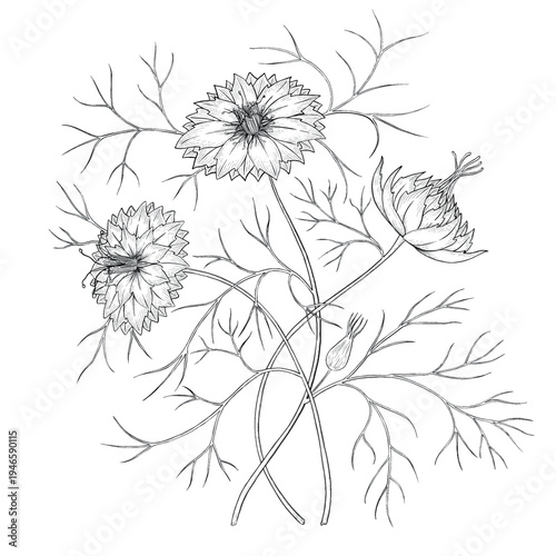 Collection of flowers and grasses drawn with black and white lines with copy space. Vector illustration for decorating books, scrapbooking, social media and invitations decor