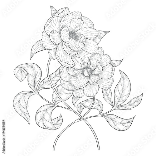 Collection of flowers and grasses drawn with black and white lines with copy space. Vector illustration for decorating books, scrapbooking, social media and invitations decor